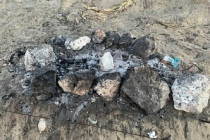 İskele'deki kaplumbağa yuvasına yapılan mangal faciası sonucunda tüm yavrular hayatını kaybetti