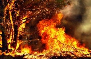 Yol kenarında çıkan yangın: 150 ağaç zarar gördü
