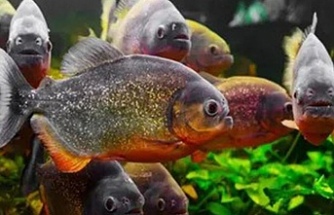 Amazon Nehri'nde keşfedilen balık türüne Yüzüklerin Efendisi karakteri "Sauron"un adı verildi