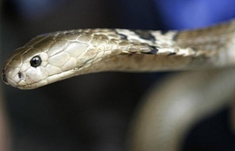 Hindistan'da bir kişi, kendisini ısıran zehirli yılanı 2 kez ısırarak öldürdü